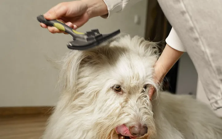 A fluffy dog being brushed with a deshedding tool