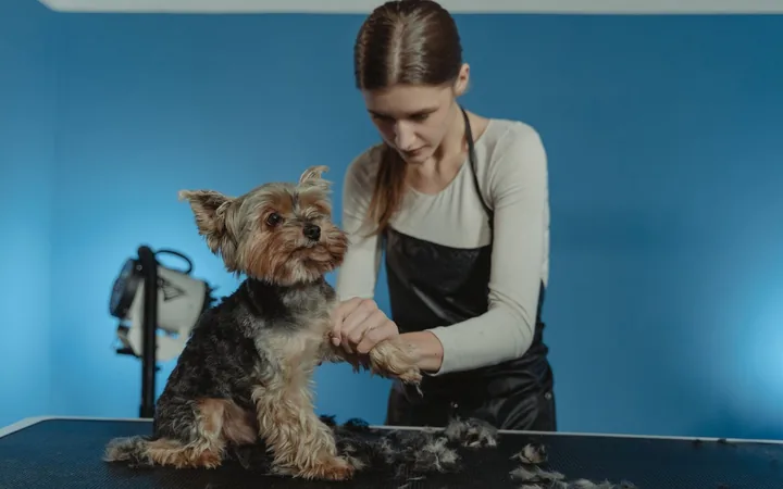 A groomer trimming a Yorkshire Terrier's coat