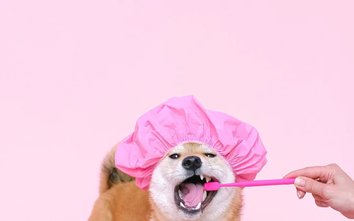 A dog having its teeth brushed