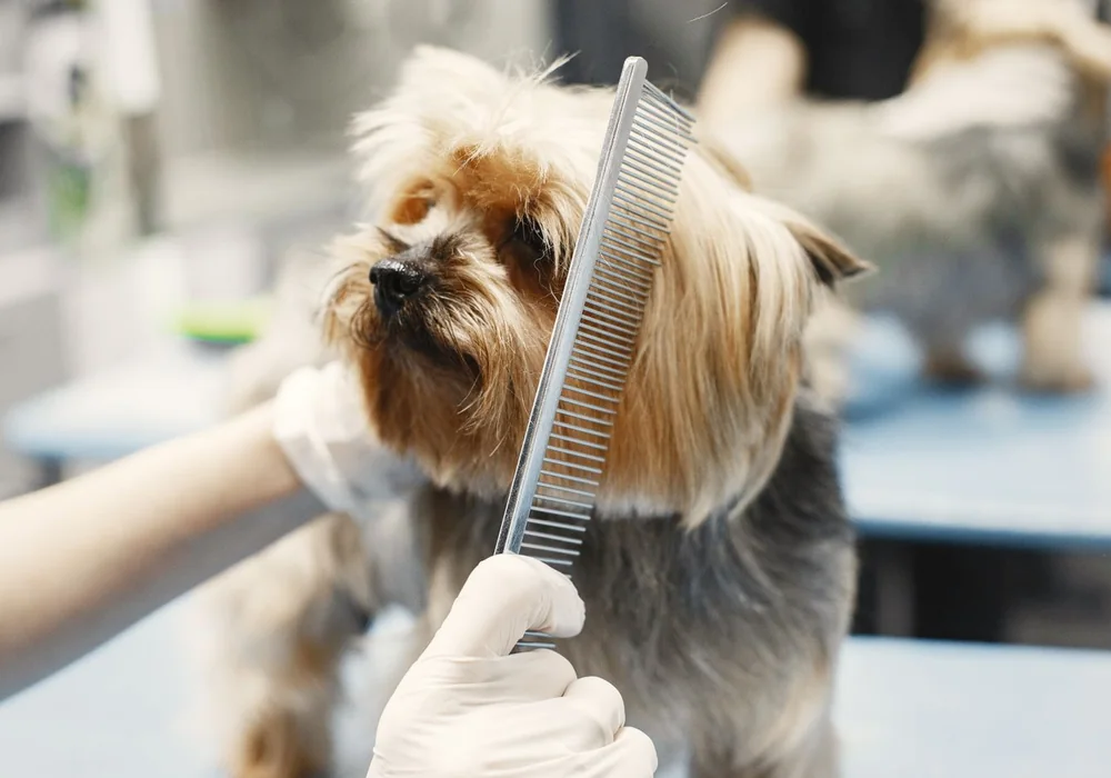 A Yorkshire Terrier being gently combed during a groom